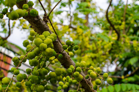 Green yellow fruits of Star Gooseberry, Phyllanthus acidus (L.) Skeels,on the branches of many of...