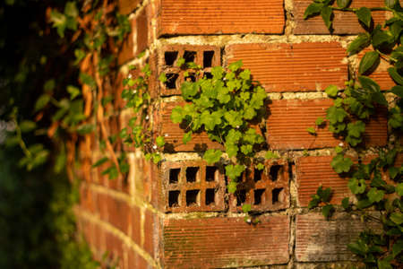 Wall of bricks with moss and leavesの写真素材