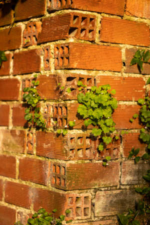 Wall of bricks with moss and leaves