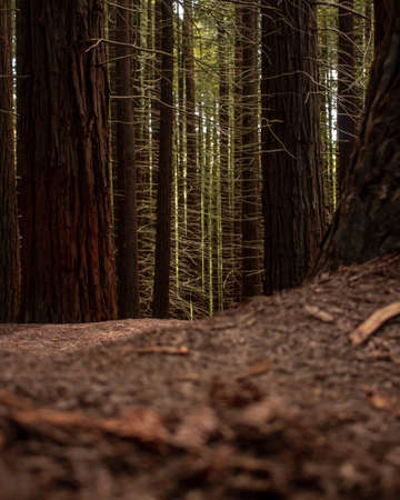 Redwood forest in a brown mood, tall treesの写真素材