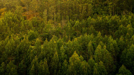 Drone top view of a green forest