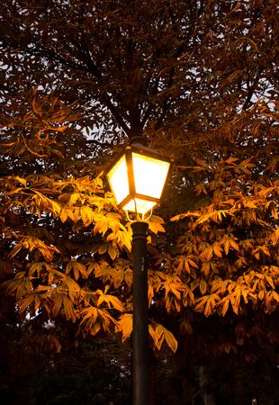 Lamppost at dusk in the Retiro Park in Madrid illuminating the autumn leaves of the treesの写真素材