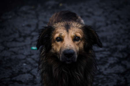 Portrait of a stray dog on a very cold afternoonの写真素材