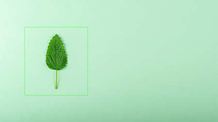 Lemon balm leaf on a green background in minimal styleの写真素材