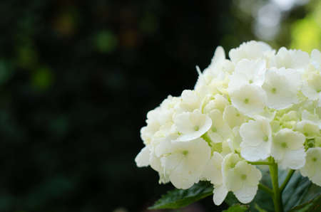 White, leafy flower with space to add text or any preferred designの写真素材