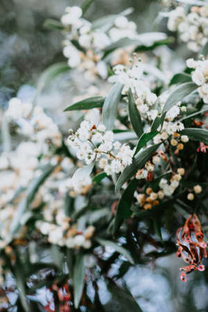 Branch of a tree with wildflowers with a blurred background and warm tonesの写真素材