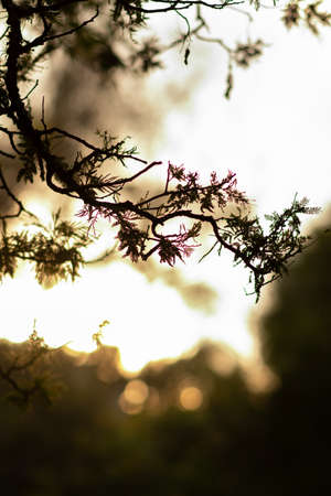 Portrait of a branch at sunset with the background out of focus. Branch of a tree with wild purple flowers. Photo with warm tones.の写真素材