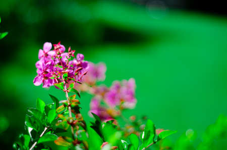 Wildflower on a green background. Green leaves, and bright morning.の写真素材