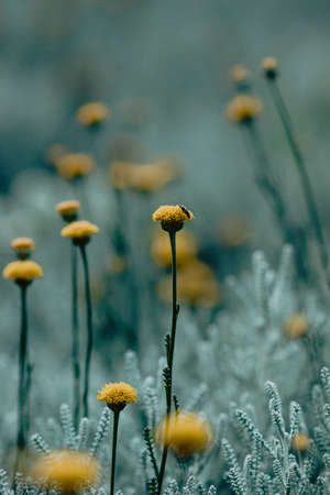 Yellow wildflowers with blur background. Photography with bluish and gray tonesの写真素材