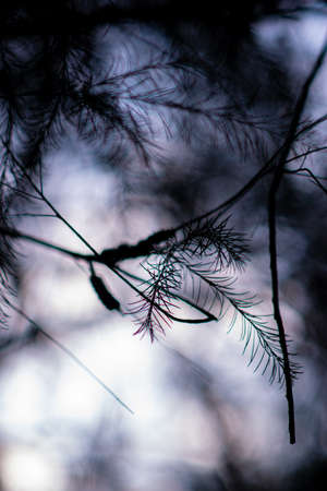 Tree branches with blur, cold evening near dusk. Thin branches of a tree with a blurred background and purple tones.の写真素材