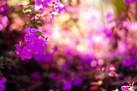 Purple Wildflower Background, flower art. Background of purple flowers and defocused petals. Ideal...
