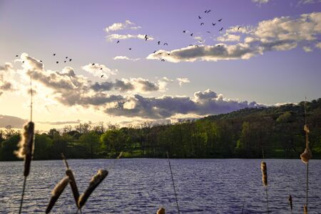 reeds in ambroz lake Extremadura birdsの写真素材