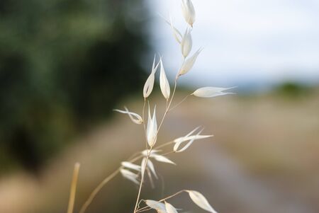 isolated wild oat plant along path in the fieldの写真素材