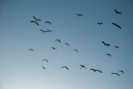 Silhouette of Gray Herons in flight with blue sky