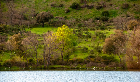 Lake with gray herons resting on the shoreの写真素材