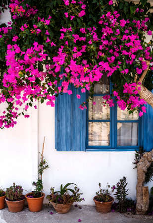 blue window with violet flowers in springの写真素材
