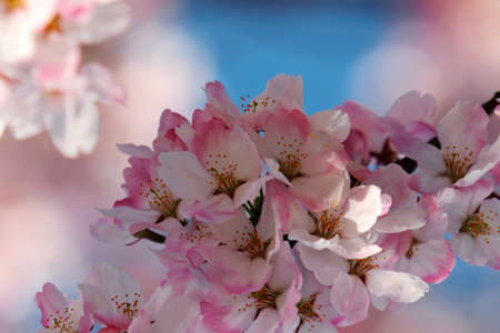 cherry blossoms in Valle del Jerte