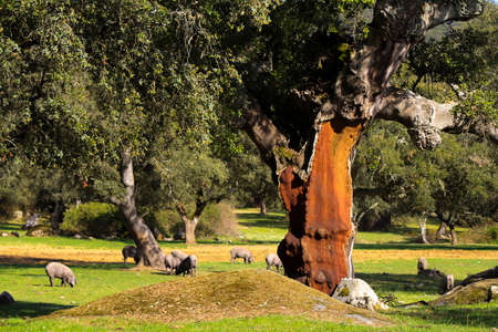 Cork tree without cork next to Iberian pigs in the Dehesaの写真素材