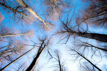 leafless trees seen from the ground with blue skyの写真素材