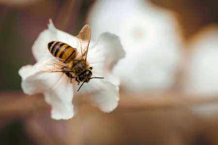 Bee on white flower with dark background in the fieldの写真素材