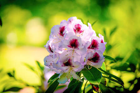 white wildflowers with red hues in springの写真素材