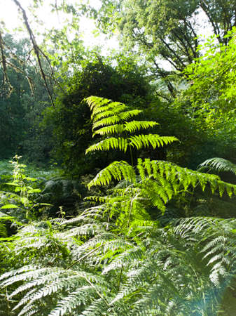 Fern leaves in sunset light with green leafy backgroundの写真素材