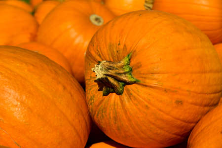 set of orange pumpkins for halloween to sellの写真素材