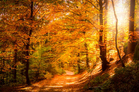 path in the forest in autumn with autumn light creeping through the treesの写真素材