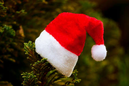 red christmas hat on a tree branch in nature christmas spiritの写真素材
