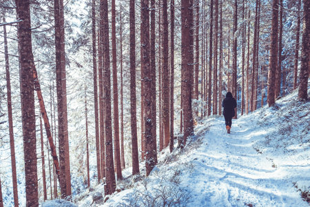 Walk along narrow path in the snowy pine forest on a cold winter dayの写真素材