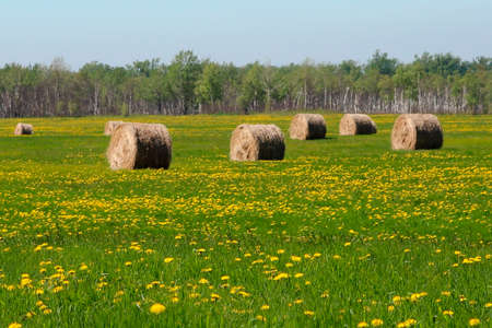 round straw alpaca bales cut with green field in spring full of flowers