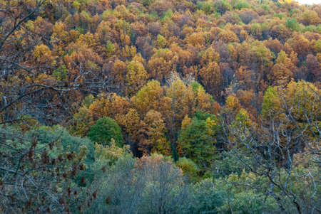 Autumn landscape with shades of green, yellow, red, ocher, brown autumn colors in Valle del Ambroz in horizontal 2の写真素材