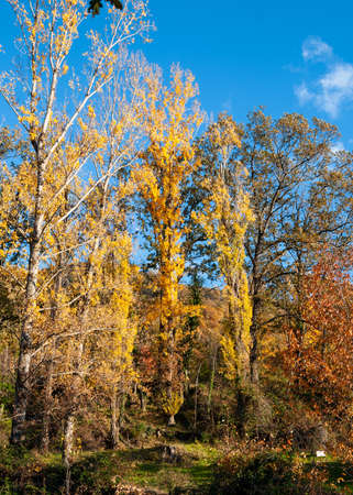 Diversity of trees in autumn at sunset in the Ambroz Valleyの写真素材