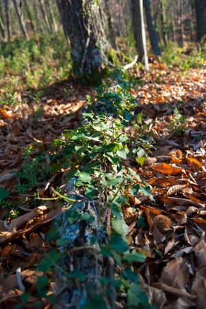Branch on the forest floor with ivy vine and lichens with fallen leaves in autumnの写真素材