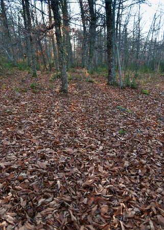 Forest floor full of fallen leaves in autumn ideal for mushroom huntingの写真素材