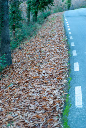 Mountain road ditch full of fallen leaves with uneven pavement in autumnの写真素材