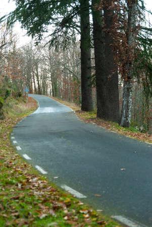 mountain road with irregular road surface due to the roots of the trees in autumnの写真素材
