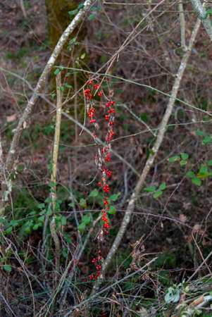 Cluster of winter wild red berries of Ribes alpinum hanging verticallyの写真素材