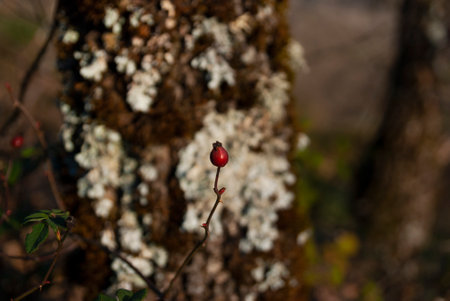 Fruit of the rosehip or wild rose bush isolated with white nickel background on treeの写真素材