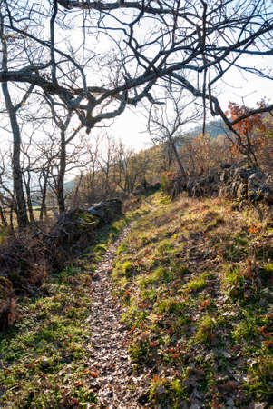Narrow path covered with fallen leaves next to stone wall in autumnの写真素材