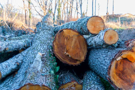 Freshly cut natural logs with orange tone in the middle of the forest in autumnの写真素材