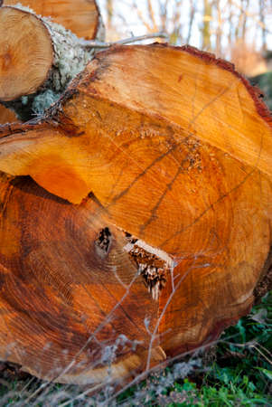 Freshly cut natural trunk with orange tone in the middle of the forest in autumn