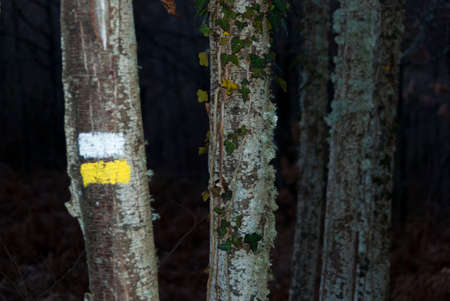 marking on a tree with white and yellow paint of a local short distance trail