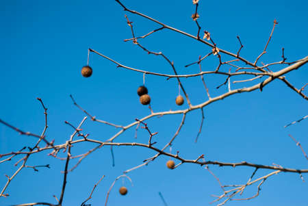 Flower of shade plane, platanus hispanica, with blue sky in horizontalの写真素材