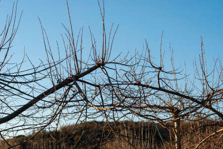 Upper branches of tree without pruning with blue sky in horizontalの写真素材