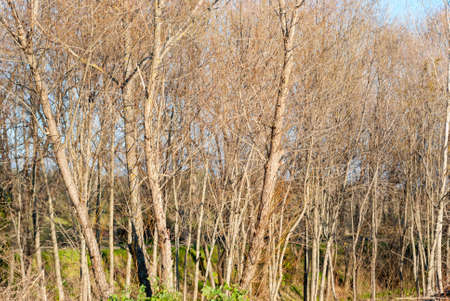 Trees with many branches growing together disorderly on the banks of a river ideal for birdsの写真素材