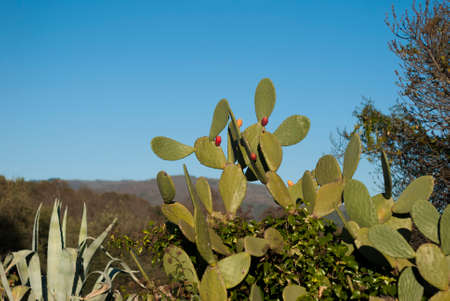 Ficus indica prickly pear cactus with red and yellow prickly pears with blue skyの写真素材