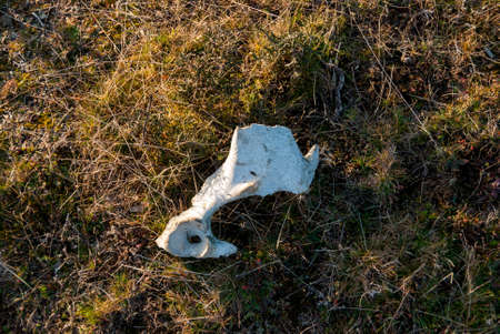 Cow bone, eaten by black vultures in a carrion dump