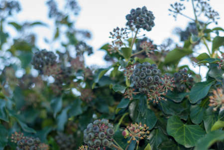 Unopened hydrangea plant in winter, hydrangea Extremaduraの写真素材