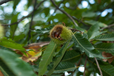 Chestnut hedgehog in tree with chestnuts about to fall Castanea sativa Ambrozの写真素材